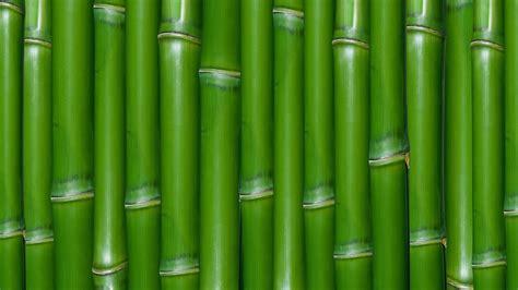 Online Crop Bamboo Plant Hd Wallpaper Wallpaper Flare