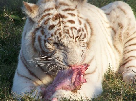 White Tiger Eating Marcelhagedoorn Flickr