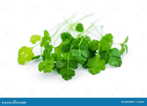 Fresh Coriander Leaves Stock Image Image Of Cuisine 66835607