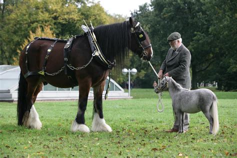 The shire horse is one of the biggest horse breeds in the world. Best 53+ Shire Horse Wallpaper on HipWallpaper | New ...