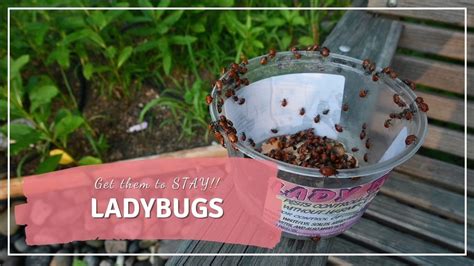 Releasing Ladybugs In Your Garden And Getting Them To Stay Youtube