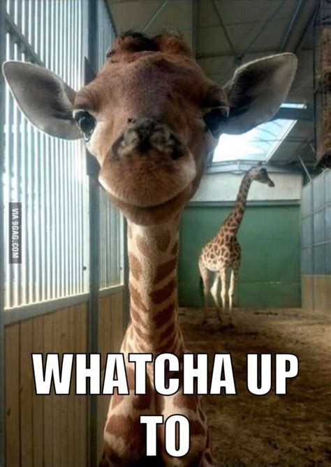 Pin By M Mason On My Memes Giraffe Pictures Happy Animals Cute Baby