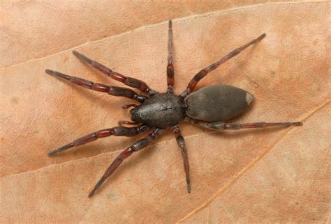 White Tail Spider Picture Image Abyss