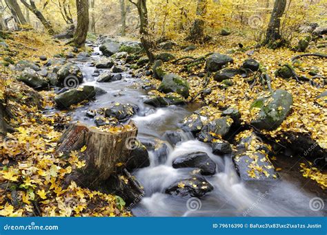 Yellowing Autumn Leaves In The Woods Stock Photo Image Of Landscape