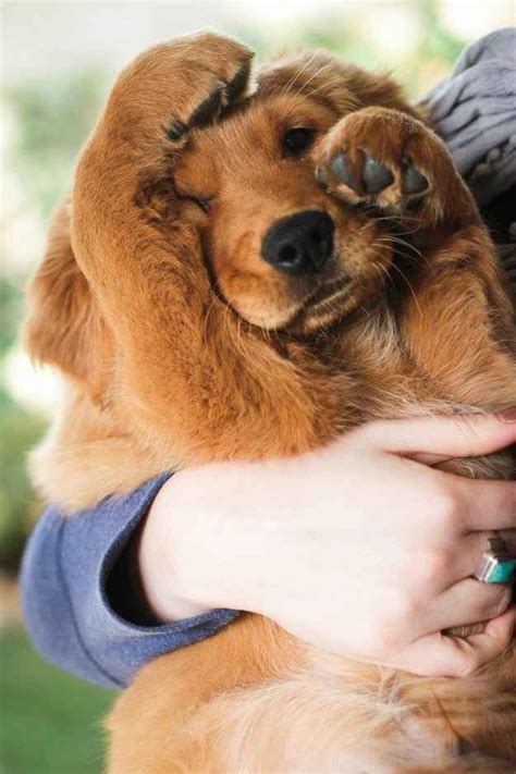 Where are golden retrievers from? The Hardest Golden Retriever Quiz You'll Ever Take