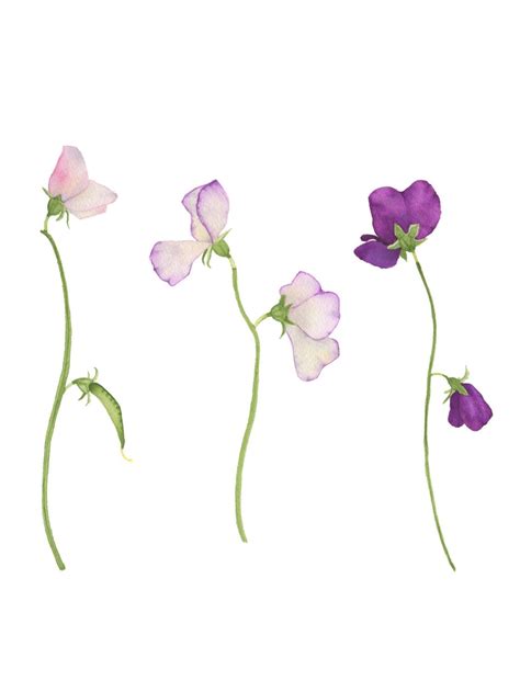 Reserved For Kerry Watercolor Sweet Pea Flowers Original Botanical