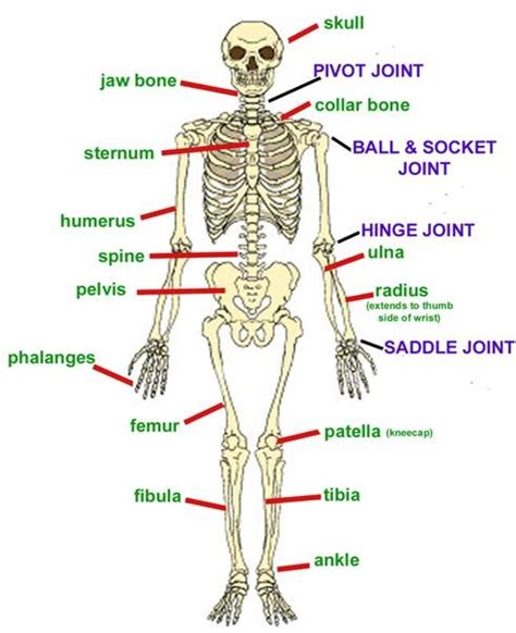The basic parts of the human body are the head, neck, torso, arms and legs. Muscle and Bone Identification - All About Sports Med