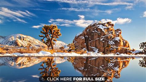 Free Download Joshua Tree Wallpapers Pictures To Pin
