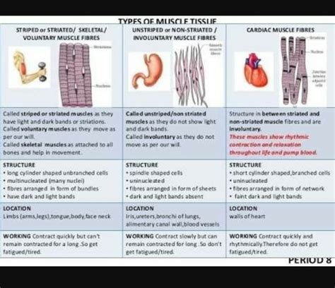 Types Of Muscle Fibers Chart