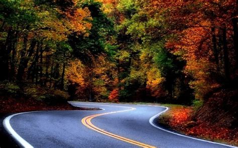 1230x768 Landscape Nature Road Asphalt Forest Fall Leaves Colorful