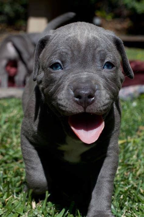 Blue nose pits are some of the most beautiful pitbulls. gorgeous | Cute baby animals, Blue nose pitbull puppies ...