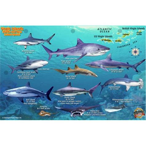 Franko Maps Virgin Islands Shark And Rays Fish Id Card 33138 Scuba