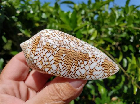 3375 Textile Cone Seashell 1 Shell Cloth Of Gold Etsy