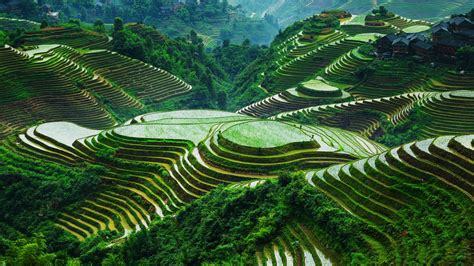 Longji Terraced Rice Fields In Guangxi China Roddlysatisfying