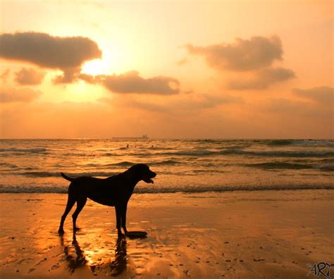 Sunset For Dogs By Drart Sunrises Sunrise Sunset Shadows