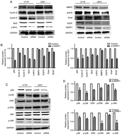 ssrp1 silencing inhibits the proliferation and malignancy of human glioma cells via the mapk
