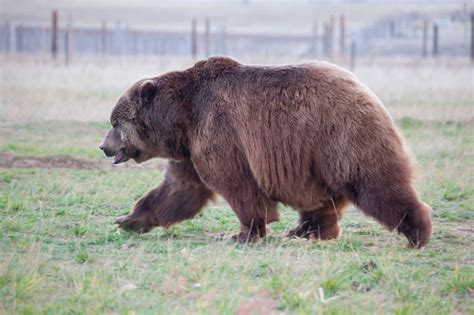 Rescued Kodiak Grizzly Bear