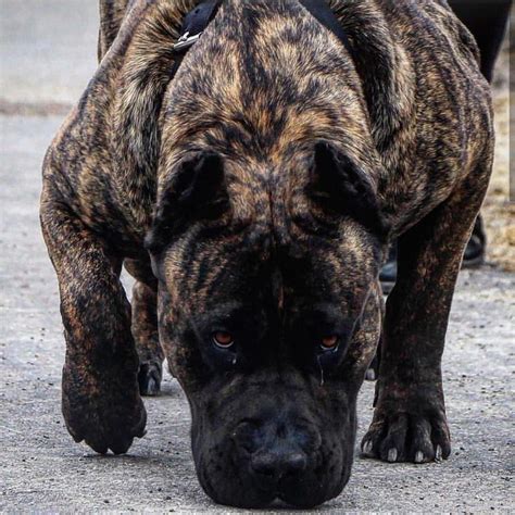 Cane Corso Dog Breed Info Pictures Temperament And Facts Hepper
