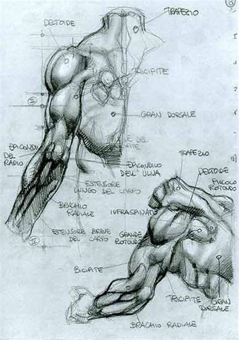 Male Anatomy Drawing Tutorial Art Amino
