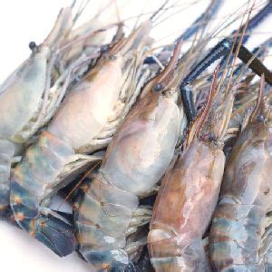 Shrimps In West Bengal Manufacturers And Suppliers India