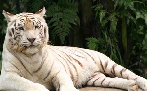 Wallpaper Tiger Albino Down Striped Predator 2560x1600 Wallup