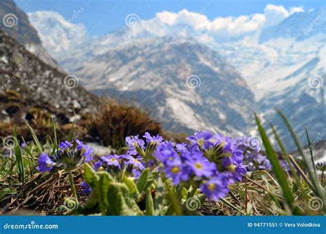 Field Meadow Of Violet Flowers With Rocky Mountains In Background