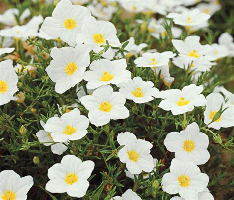 Beautiful White Flowers For Backyard Gardens