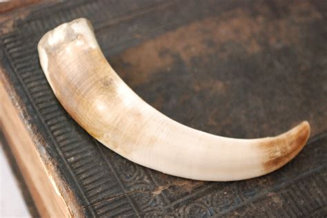Genuine Wild Boar Tusk Tooth Fang