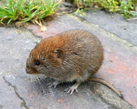What Is A Vole Effective Wildlife Solutions