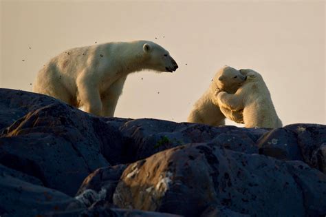 Polar Bears In Churchill Churchill Polar Bears