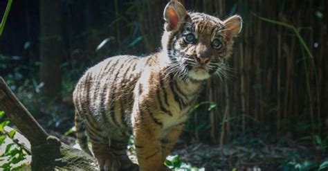 This Poor Tiger Cub Was Rejected By His Own Mother For A