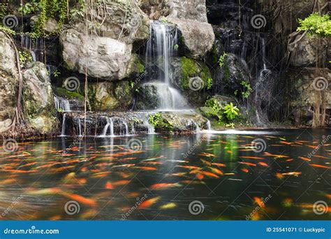 Koi Fish In Pond At Garden With A Waterfall Stock Image Image 25541071