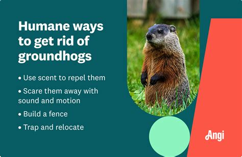 How To Get Rid Of Groundhogs