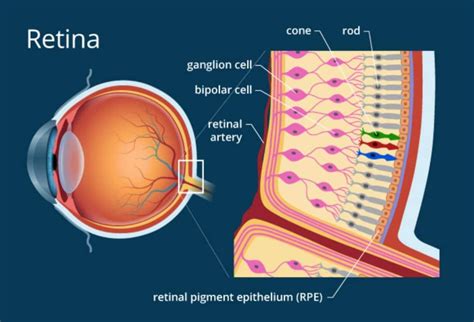 Structure Of Eye Parts Of The Human Eye Structure