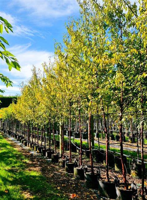 Prunus Serrula Paperbark Cherry💕 Easy Big Trees