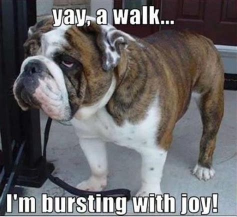 Funny English Bulldog Memes English Funny Memes Bulldog Bulldogs