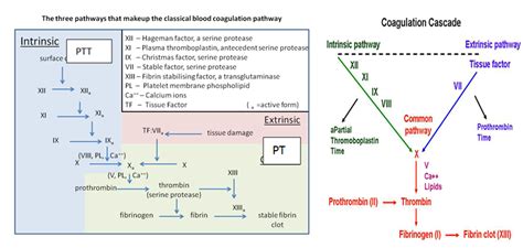 A protein, thromboplastin, from homogenized brain tissue) that converts prothrombin to thrombin. Coagulation | PATHalamus