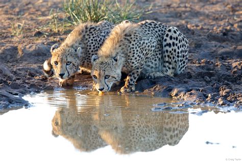 Climate Change And Cheetahs Cheetah Conservation Fund Canada