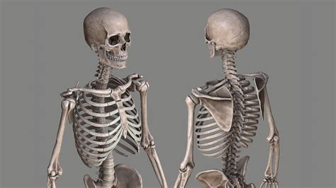 Human Skeleton Caucasian Male 3d Model Human Skeleton Human
