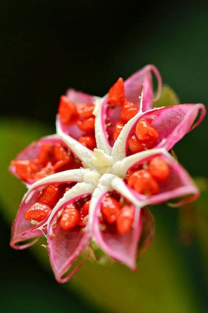 For centuries, flowers have held symbolic meaning for cultures across the world. Pin on Posies