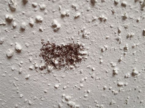 Texas I Came Home And There Is Cluster Of These Things On My Ceiling