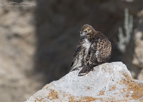 Red Tailed Hawk Fledglings And Some Sad News Mia Mcphersons On The