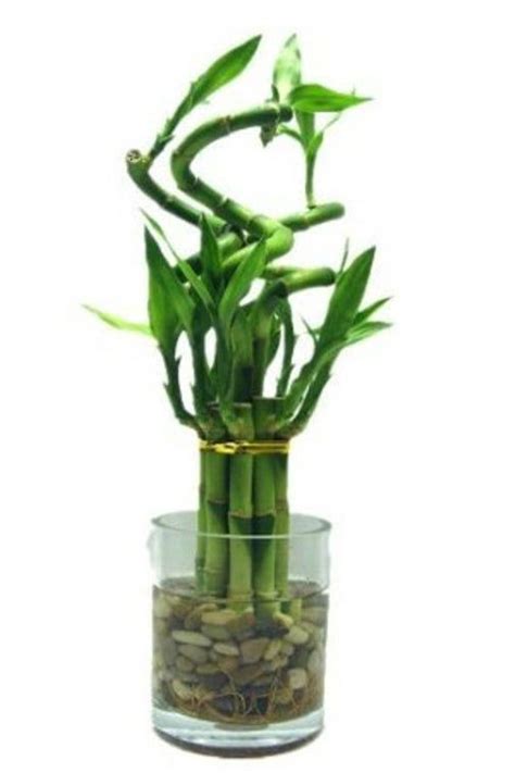 The botanical name for the lucky bamboo spiral is dracaena sanderiana. 1 Set of Lucky Bamboo Arrangement (11 Stalks) in a Glass ...