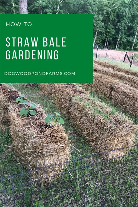 Straw Bale Gardening For Beginners How To Grow Vegetables In Straw In