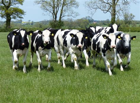 Herd Of Cows In A Field Near Chadwell