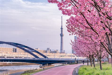 Tokyo Landscape At Spring In Japan With Cherry Blossoms Savvy Tokyo