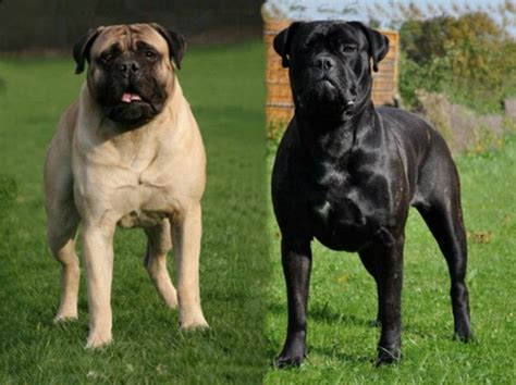 106 Best Images About Bull Mastiffs On Pinterest English