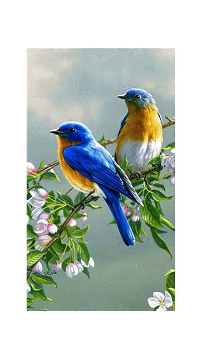 Birds Pretty Bird Spring Bluebirds Painting Animals