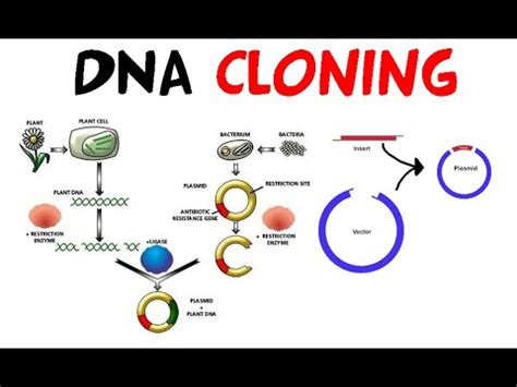 DNA Cloning YouTube