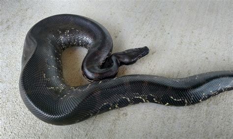 Sumatran Short Tail Python Tierra De Morelia